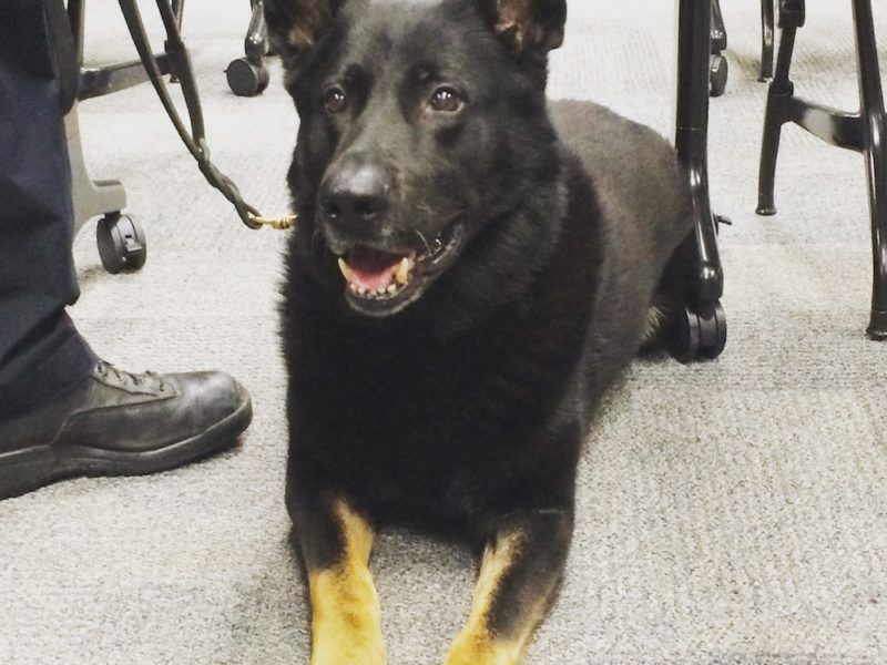 Our first K-9 student!